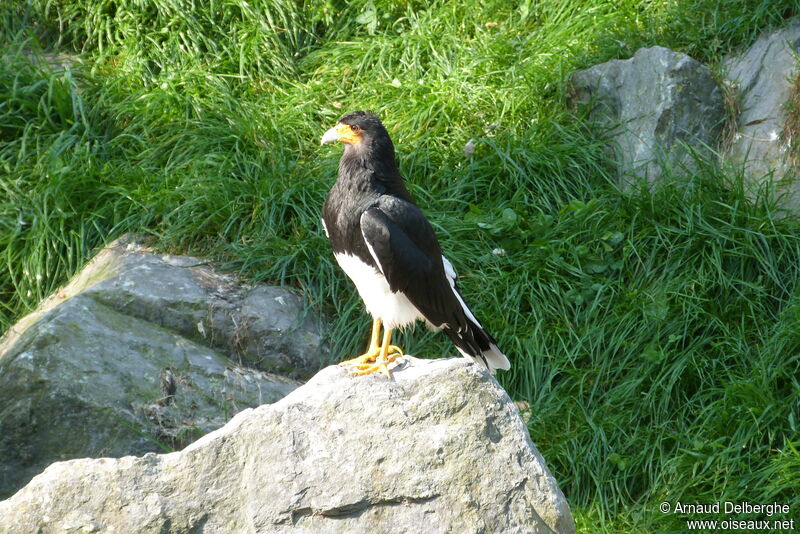 Caracara montagnard