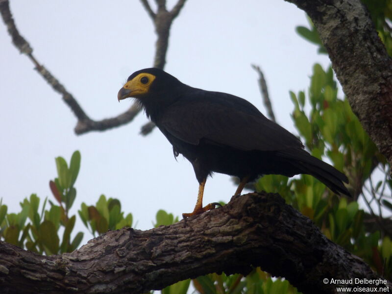 Black Caracara