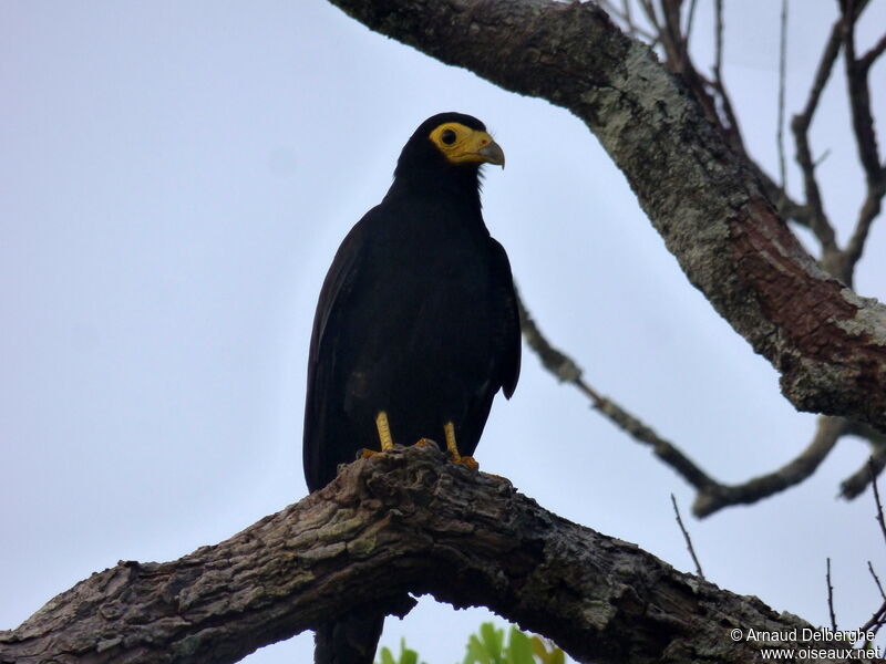 Black Caracara