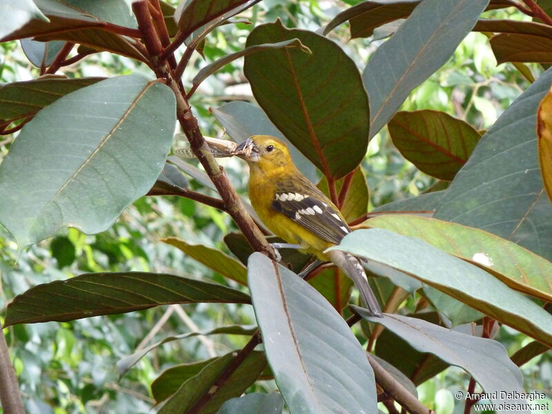 Yellow Grosbeak