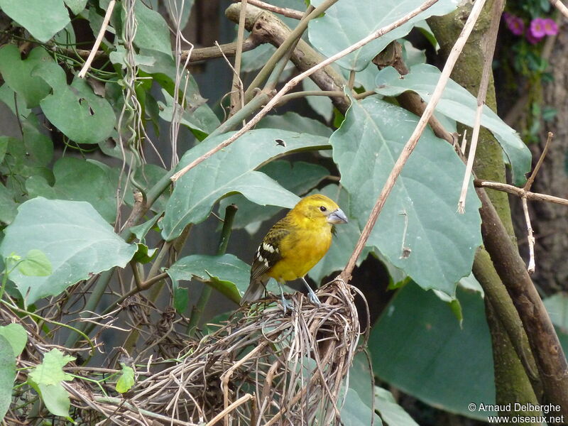 Cardinal jaune