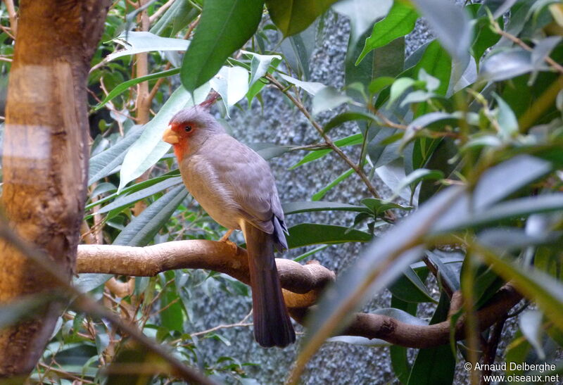 Pyrrhuloxia