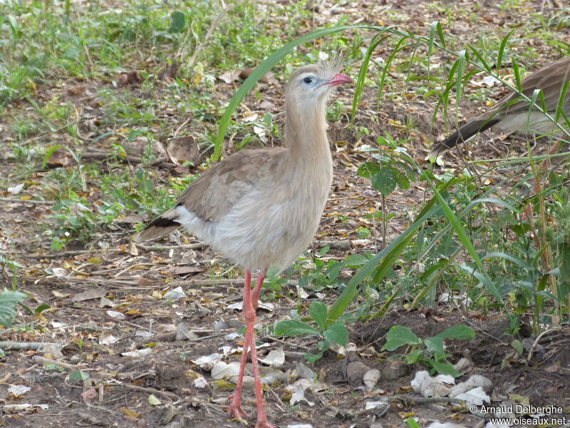 Cariama huppé