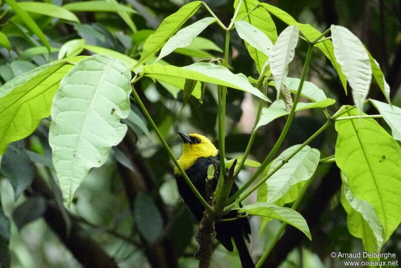 Yellow-hooded Blackbird