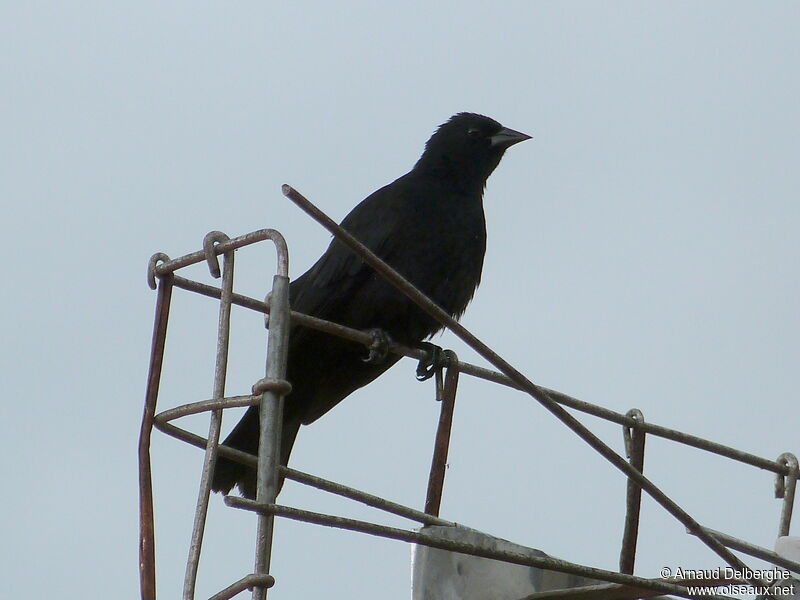 Red-shouldered Blackbird