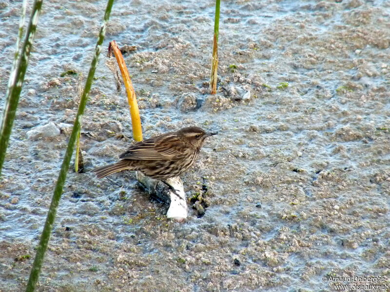 Yellow-winged Blackbird female