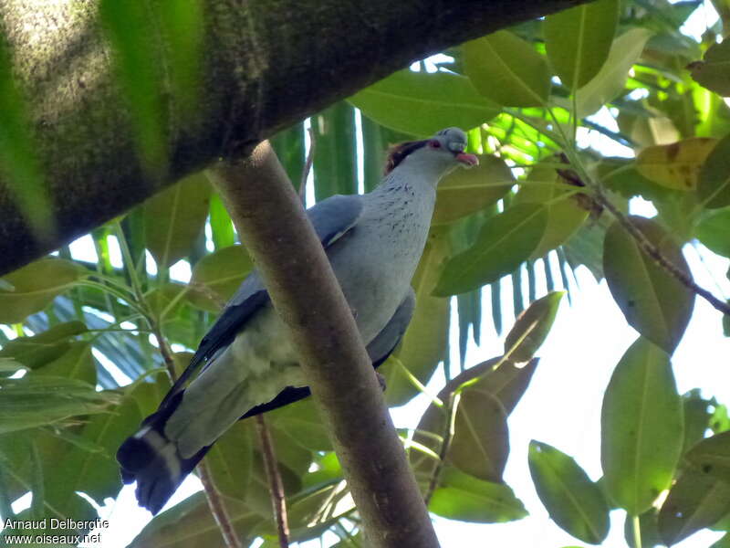 Topknot Pigeon