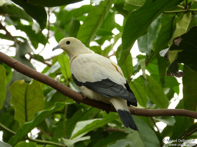 Pied Imperial Pigeon