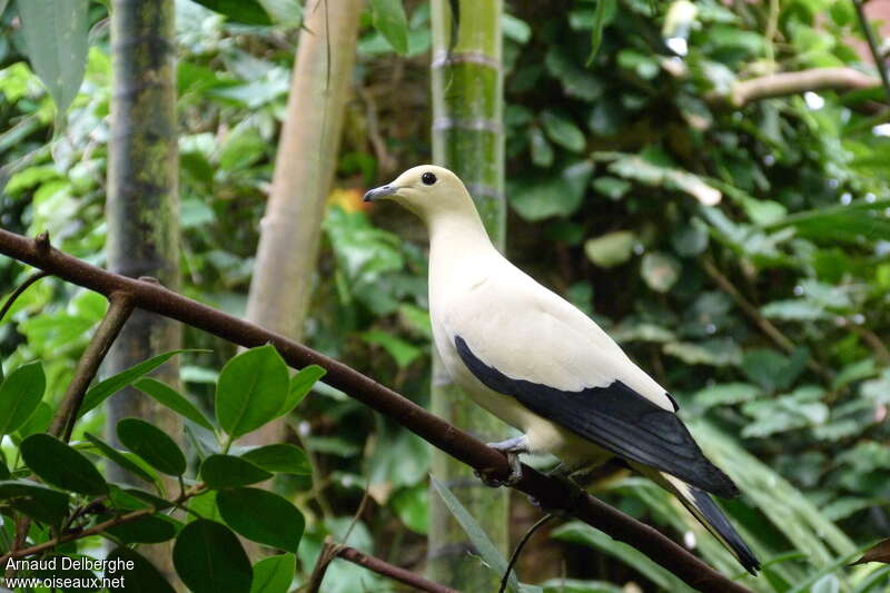 Pied Imperial Pigeonadult, identification