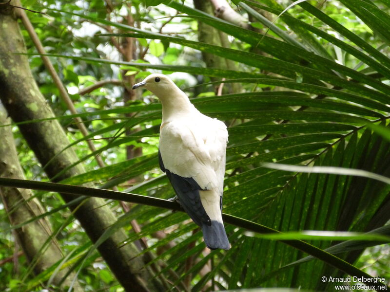 Pied Imperial Pigeon