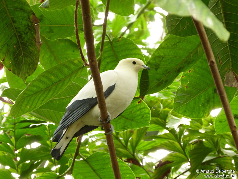 Carpophage blanc