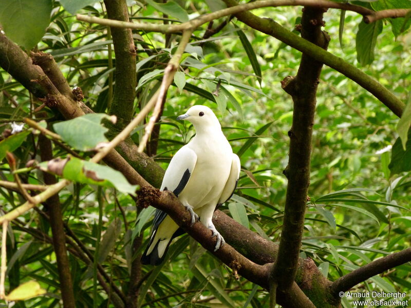 Carpophage blanc