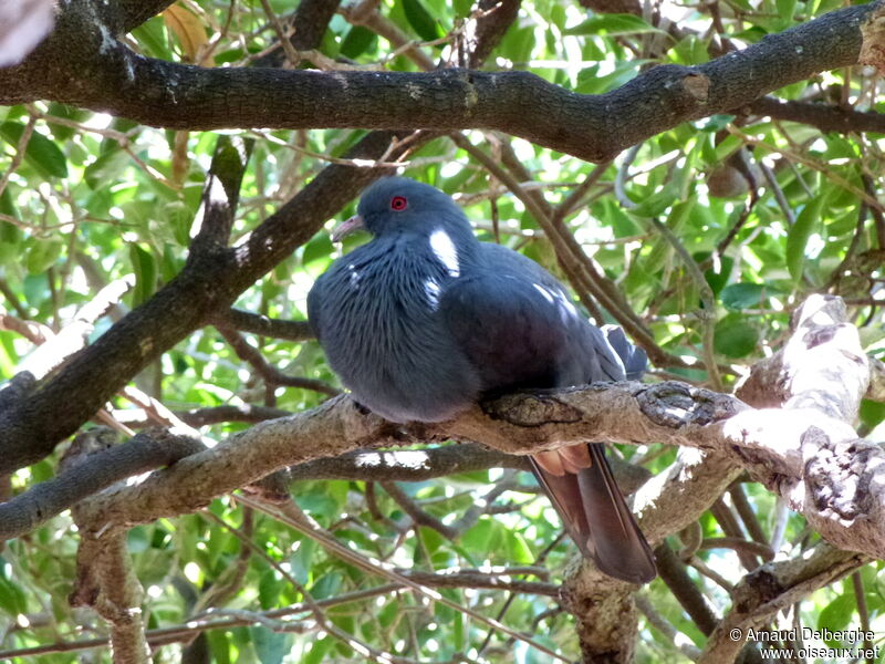 Goliath Imperial Pigeon