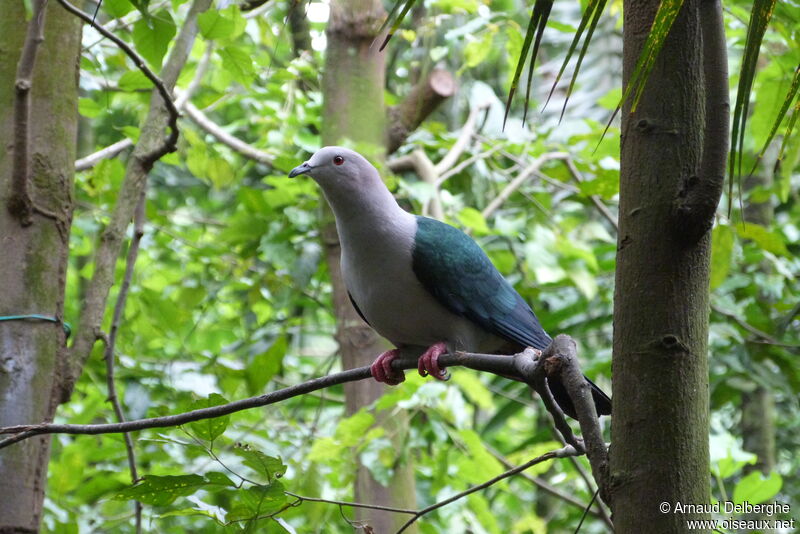 Green Imperial Pigeon