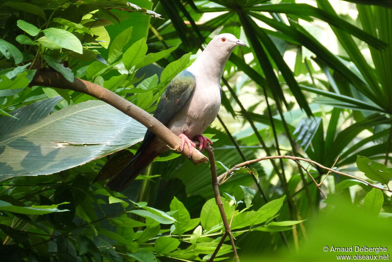 Green Imperial Pigeon