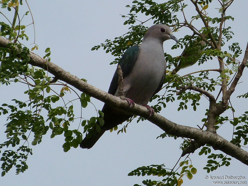 Green Imperial Pigeon