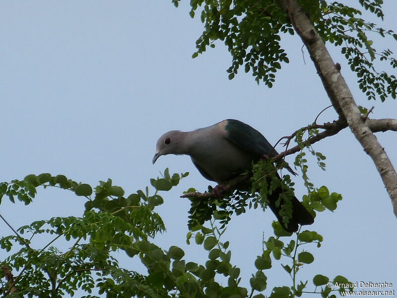 Green Imperial Pigeon