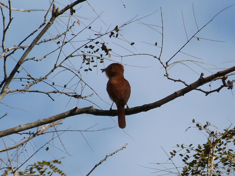 Rufous Casiornis