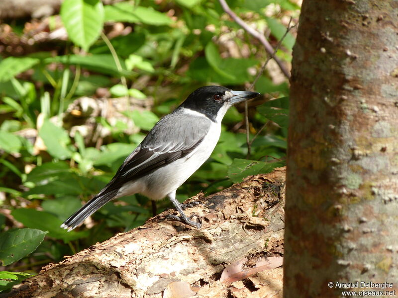 Grey Butcherbird