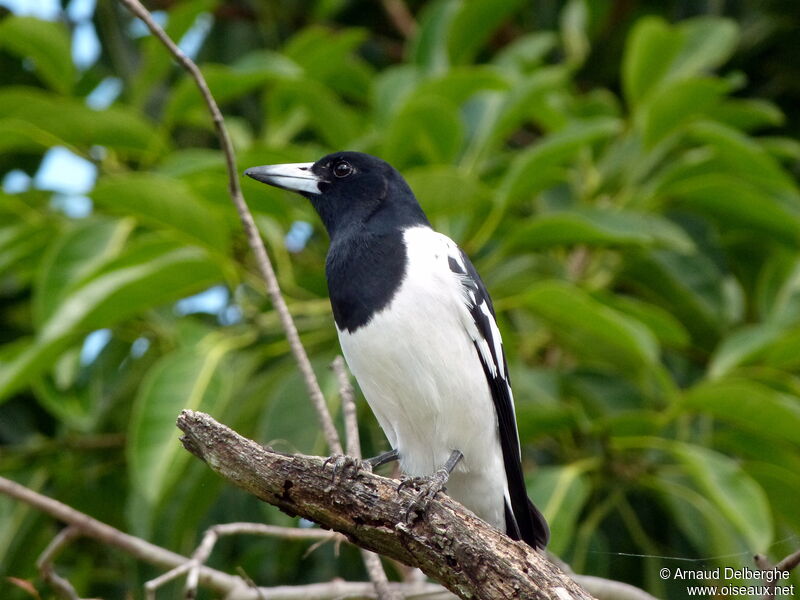 Pied Butcherbird