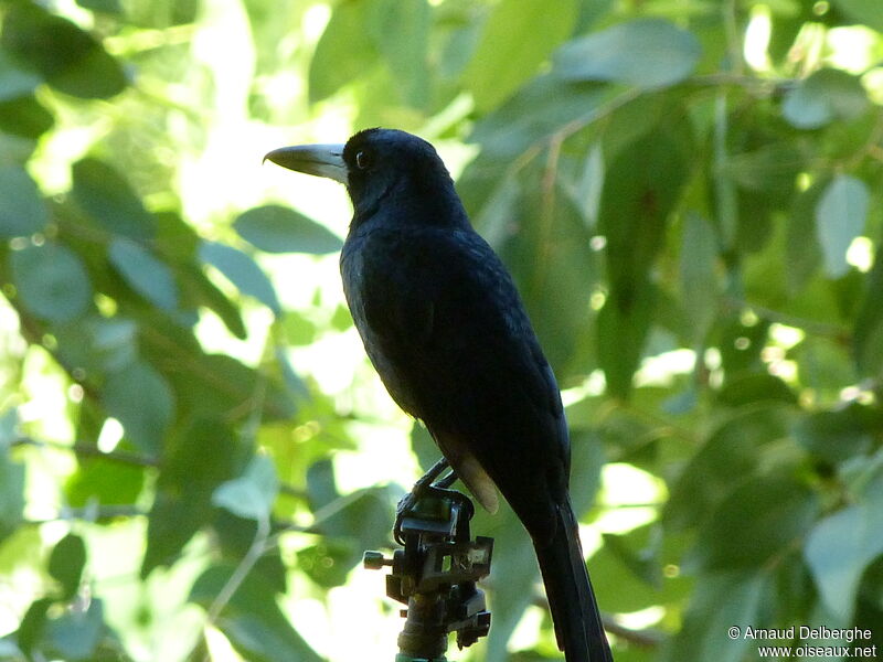 Black Butcherbird