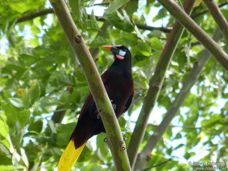 Montezuma Oropendola