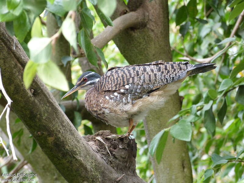 Sunbitternadult, Reproduction-nesting