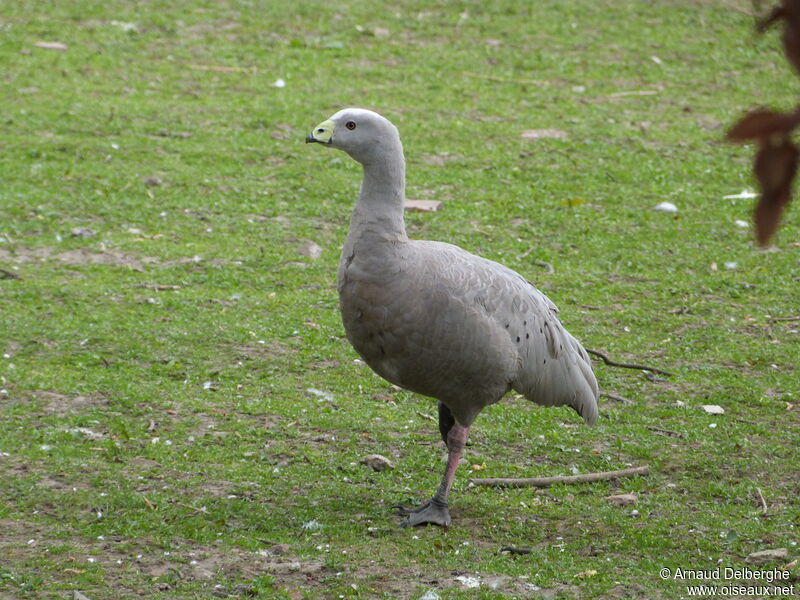 Cape Barren Goose