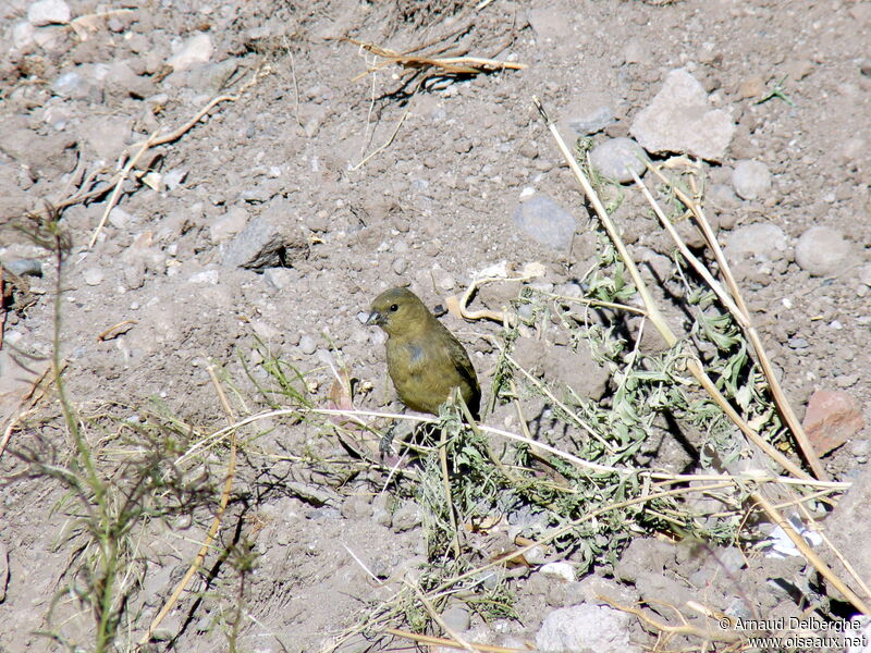 Hooded Siskin