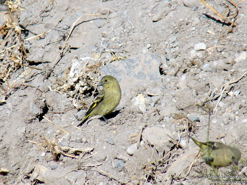 Hooded Siskin