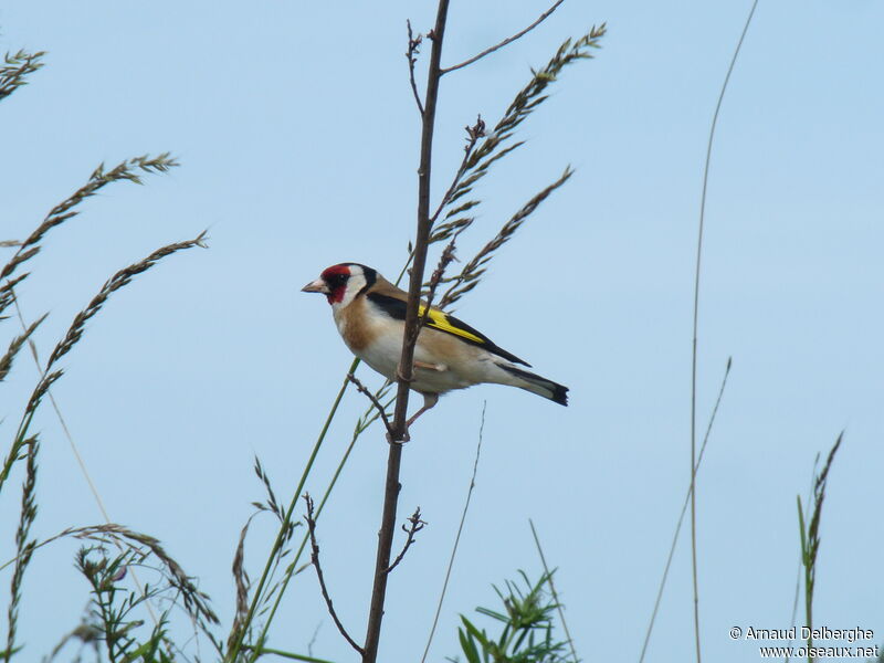 European Goldfinch