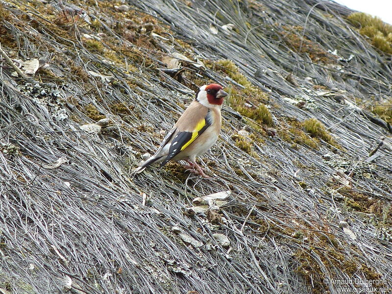 Chardonneret élégant