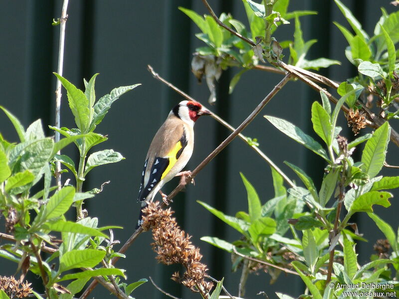 European Goldfinch