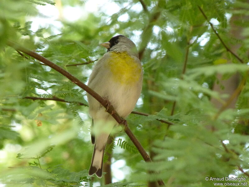 Lawrence's Goldfinch