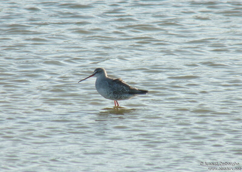 Spotted Redshank