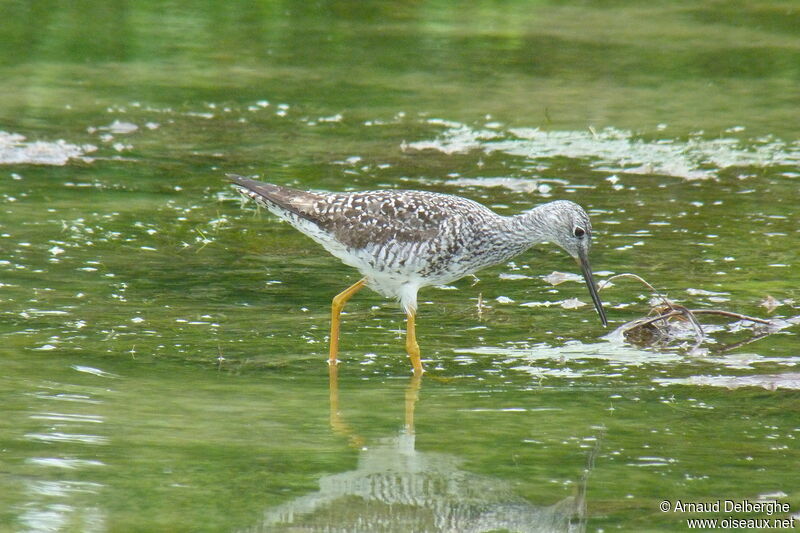 Greater Yellowlegs