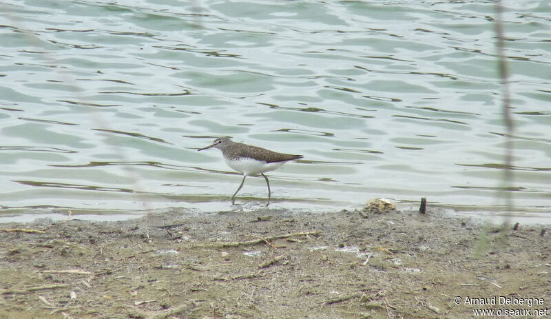 Green Sandpiper