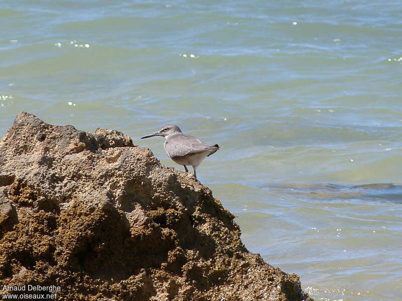 Wandering Tattlerjuvenile, identification