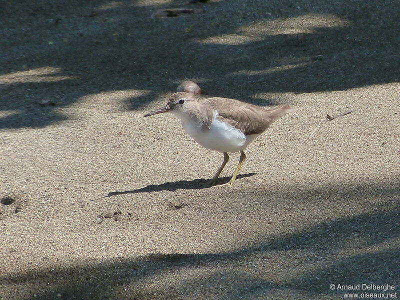 Spotted Sandpiper