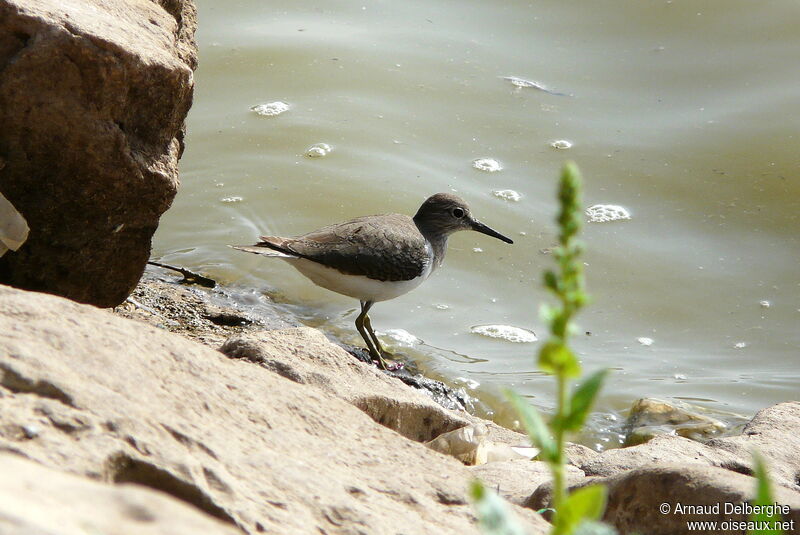 Common Sandpiper