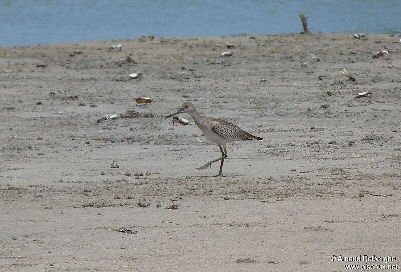 Willet