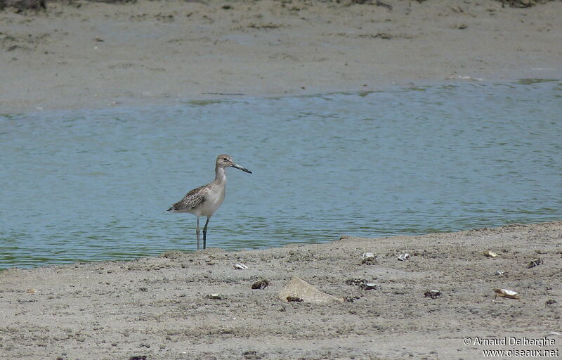 Willet