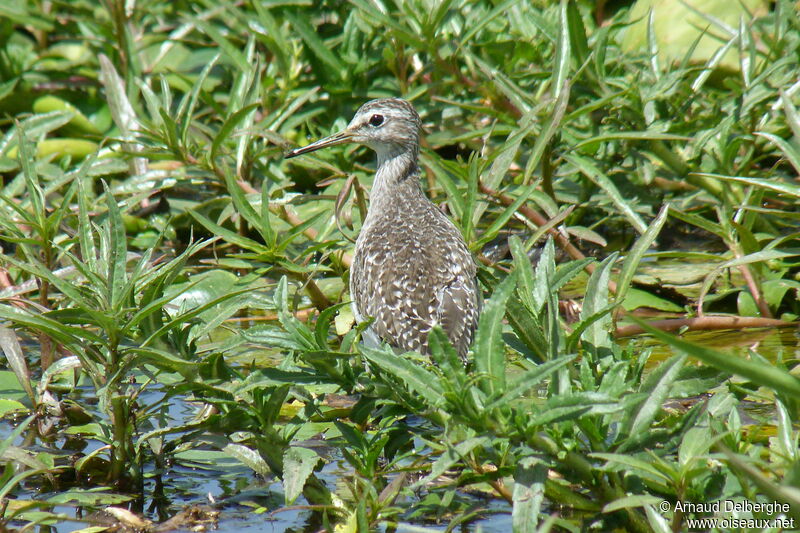 Wood Sandpiper