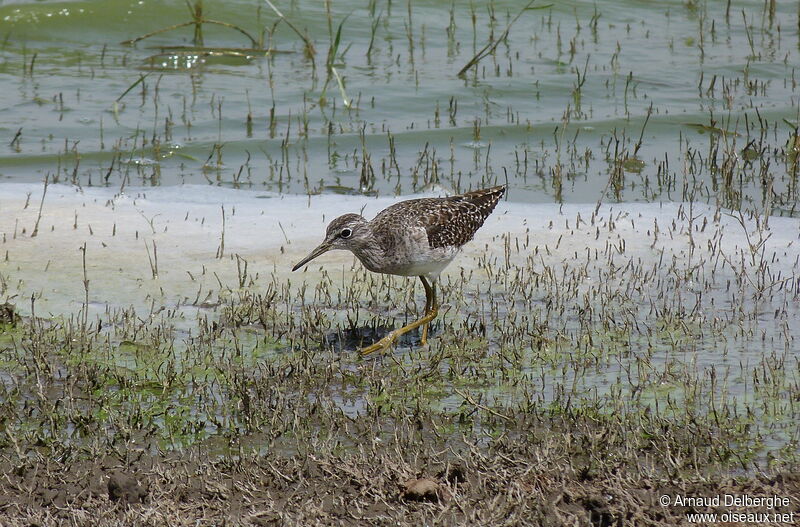 Wood Sandpiper