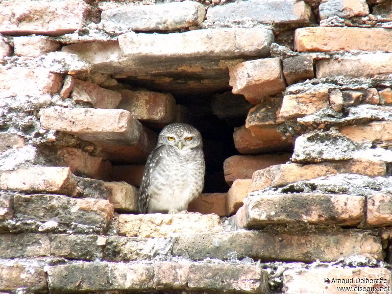 Spotted Owlet