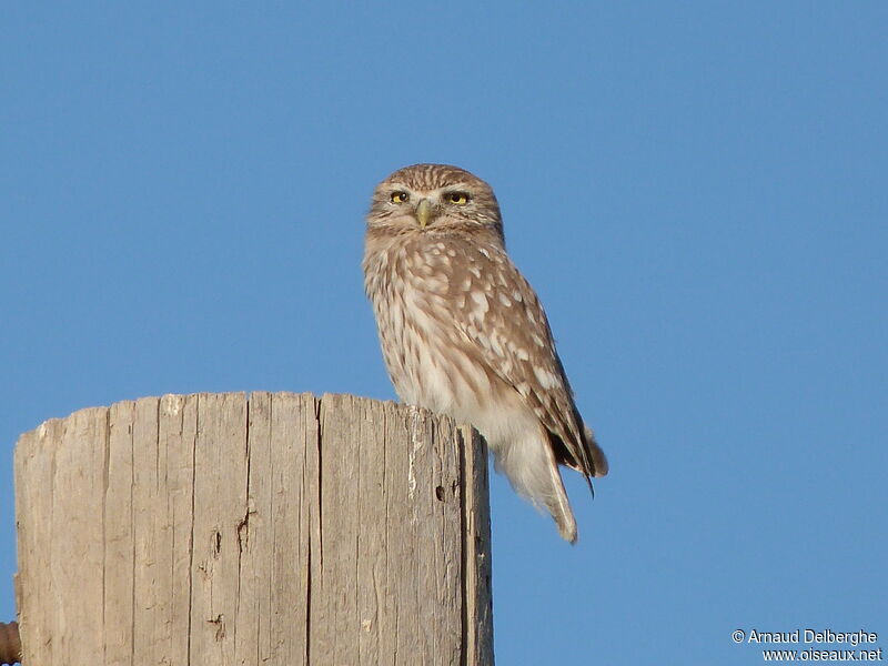 Little Owl