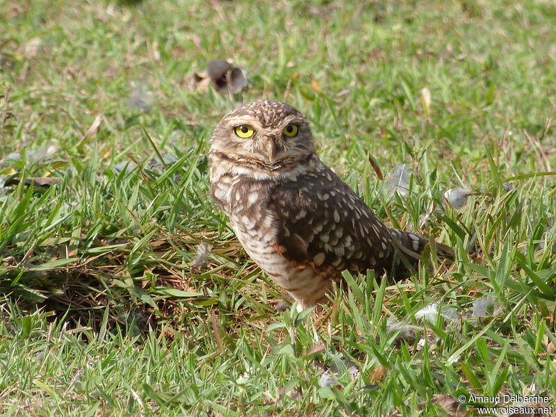 Burrowing Owl