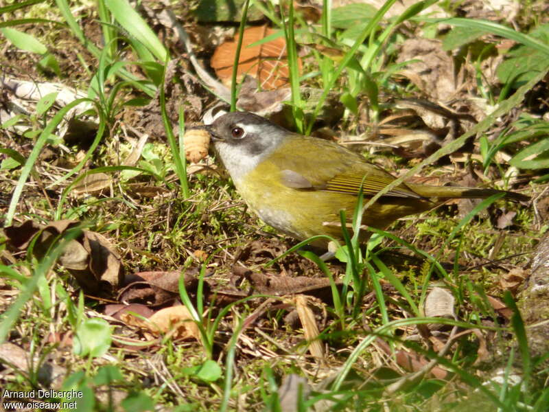 Common Chlorospingusadult, feeding habits