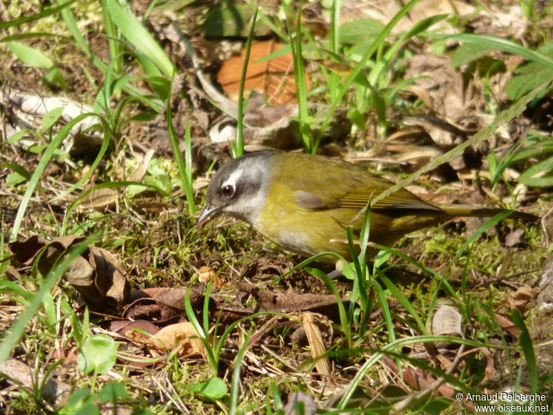 Chlorospin des buissonsadulte, pêche/chasse