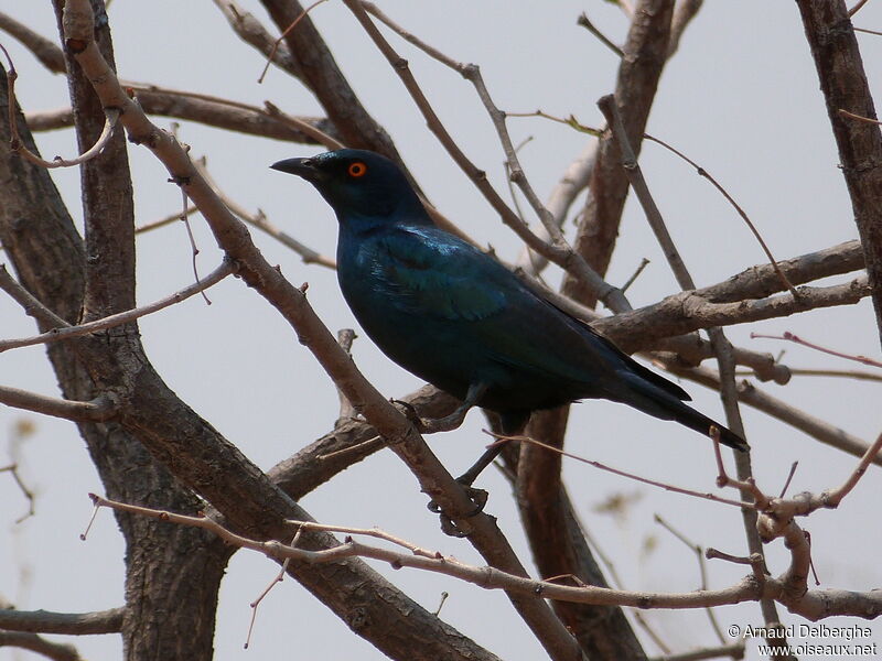 Cape Starling